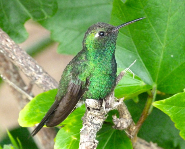 cuban-emerald-delphi-abaco-3
