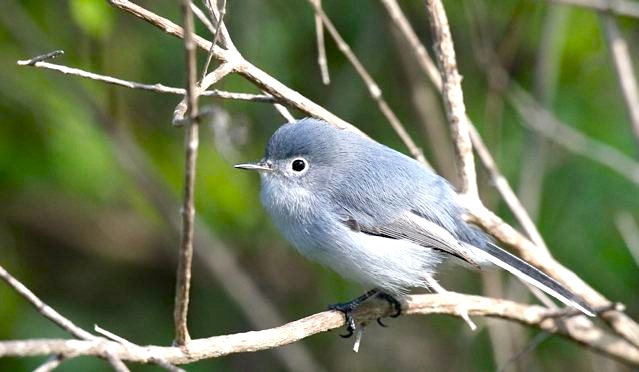 Blue-gray Gnatcatcher, Abaco (Bruce Hallett)