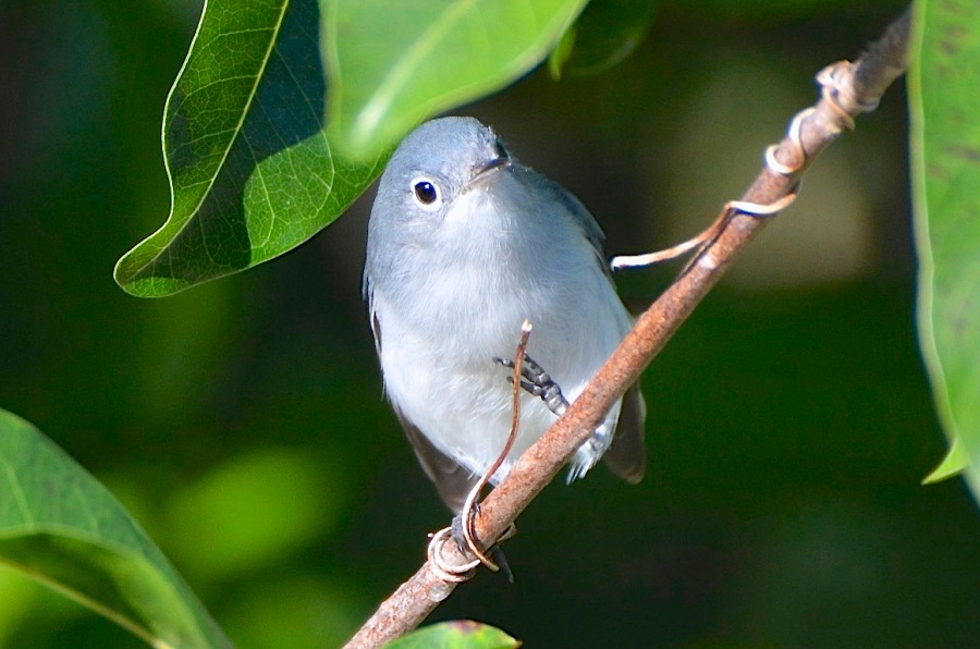 Blue-gray Gnatcatcher, Abaco (Charles Skinner)